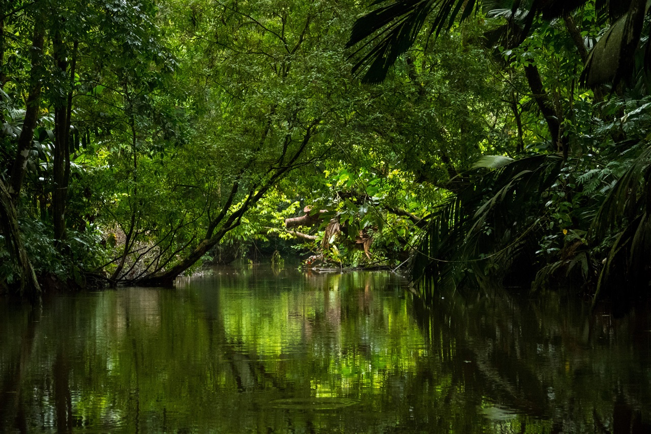 Imagen Tour nacionales Tortuguero